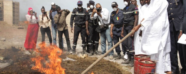 Lutte contre le trafic de drogue : 459,62 kg de chanvre indien incinérés à Fatick