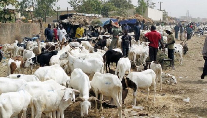 Marchés à bétail sénégalais: Les prix du mouton flambent à l’approche de l’Aïd El Kébir