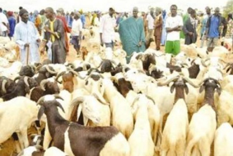 Kahone : Un camion fou tue un éleveur et ses moutons