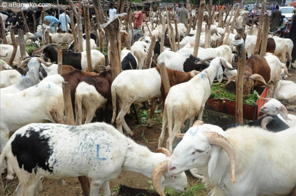 Mévente de moutons – Des vendeurs pleurent sur leur sort