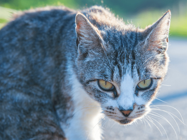 Japon : Un chat soupçonné de tentative de meurtre