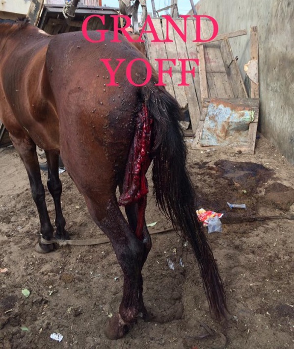 Actes de barbarie et pratiques occultes dans les "navétanes": Un homme arrache les testicules d'un cheval vivant
