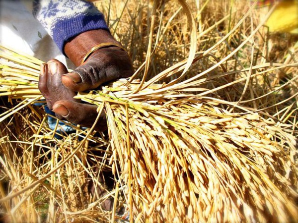 Agriculture : Le PAPRIZ2 donne ses lignes directrices pour l’autosuffisance et/ou l’exportation du riz sénégalais