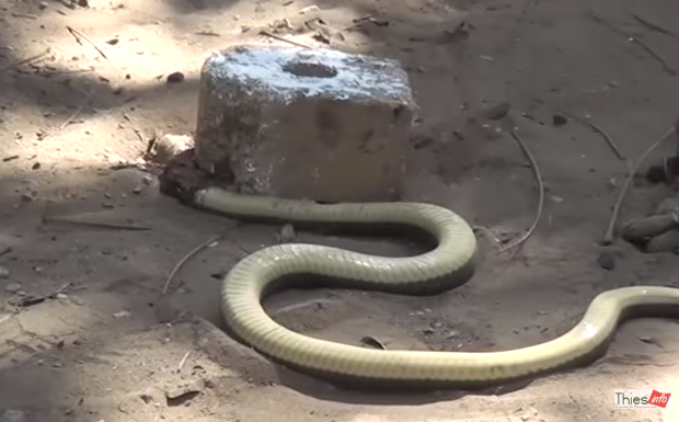 Thiès: Un serpent retrouvé dans le fourgon des prisonniers