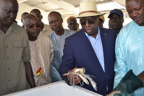 Hausse considérable des exportations: Avec 1 486,4 milliards de francs Cfa, le Sénégal enregistre une hausse de 8,4% en 2017, et 22,3 % depuis 2013, (Par Yakham Mbaye) Hausse considérable des exportations: Avec 1 486,4 milliards de francs Cfa, le Sénégal enregistre une hausse de 8,4% en 2017, et 22,3 % depuis 2013, (Par Yakham Mbaye)