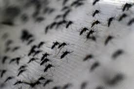 Catastrophe naturelle à Hoggy : Une nuée de moustiques s’abat sur les malades et accompagnants