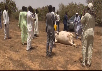 Bayakh : un agriculteur tire sur un éleveur, tue sa vache