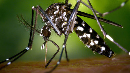 Dakar enregistre son premier cas de dengue