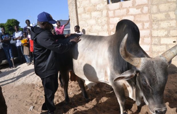 Gamou 2018 : Aziz Ndiaye convoie près de 300 bœufs à Tivaouane
