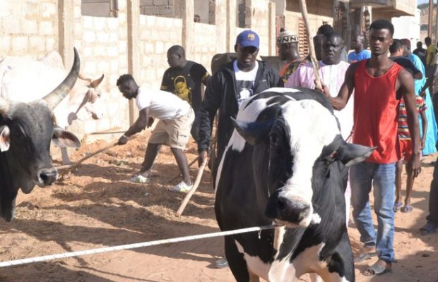 Gamou de Médina Baye : Aziz Ndiaye offre 12 bœufs et plus des barils d’huile