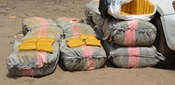 Bakel : 250kg de chanvre indien saisis par la gendarmerie