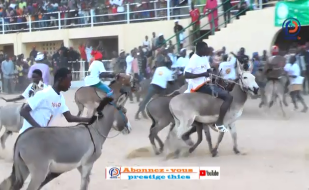 Course d’ânes à Thiès: vivez l’ambiance au « mbamodrome »
