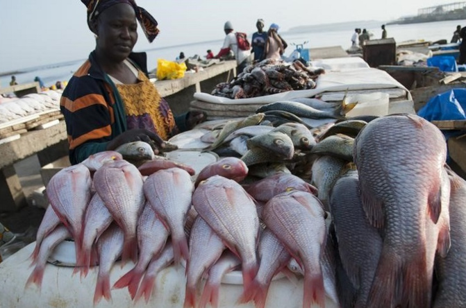 Exportation de farine de poisson : Greenpeace dénonce cette pratique