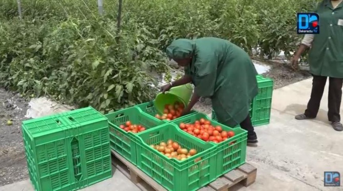 Domaine agricole de Keur Momar Sarr: l’Etat relance le projet après 2 ans d’arrêt Domaine agricole de Keur Momar Sarr: l’Etat relance le projet après 2 ans d’arrêt