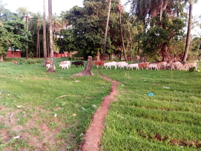 Goudomp : Une bande armée fait irruption à Djibanar et emporte 7 bœufs