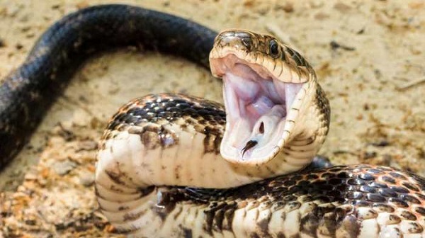 Thiès : Un charmeur de serpents tué par un serpent