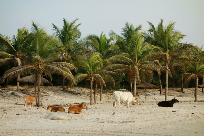 Avancée de la mer : Le Village de Diémbereng, menacé de disparaître