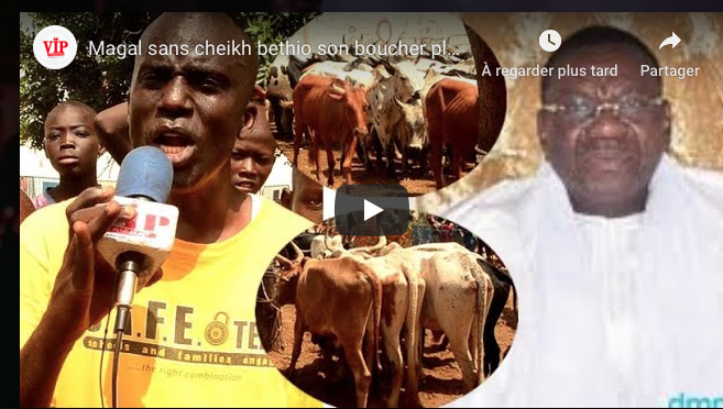 VIDEO: Le boucher de Cheikh Bethio pleure leur désarroi pour un Magal de Touba sans leur guide.