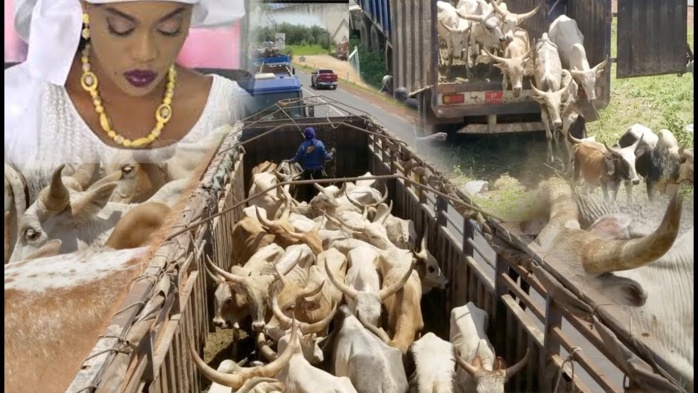 Célébration du Gamou 2019 : Sokhna Aida Diallo convoie 5 camions de bœufs à Médinatoul Salam