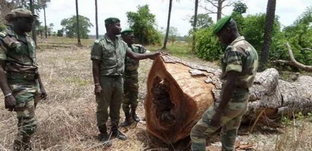 Coupe illicite de bois : 9 Burkinabés arrêtés à Kédougou