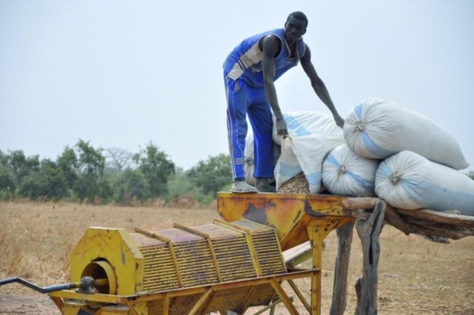 Conseil des Ministres- Campagne arachidière : Le prix d’achat au producteur fixé à 210 CFA/kg