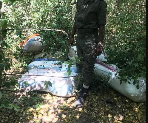 Trafic de chanvre indien: plus de 300 kg saisis à Missirah et Joal, 3 individus arrêtés