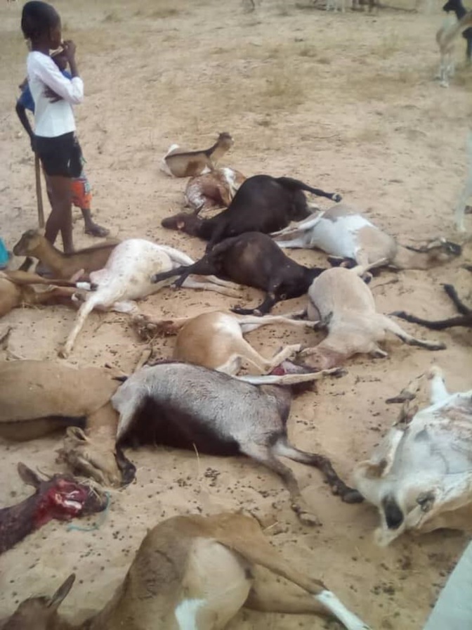 Louga : de chiens errants déciment un troupeau à Leona