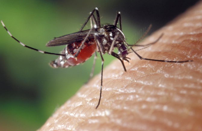 Kaffrine : 27 personnes mortes du paludisme en 2019