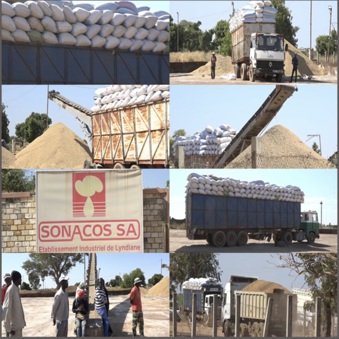 Transformation arachide : «Sonacos n’a plus de stock d’huile invendu»