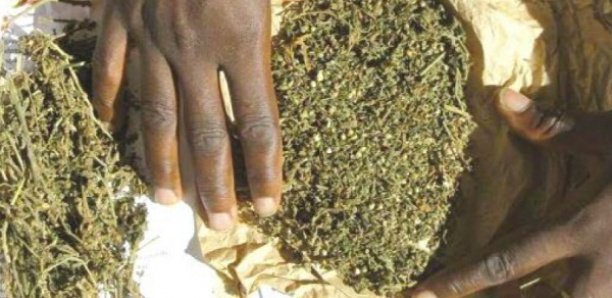 Tambacounda : L'OCRTIS arrête des trafiquants de drogue dont une vieille de 62 ans