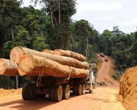 Pillage des forêts de la Casamance: deux camions remplis de bois saisis à Sindian