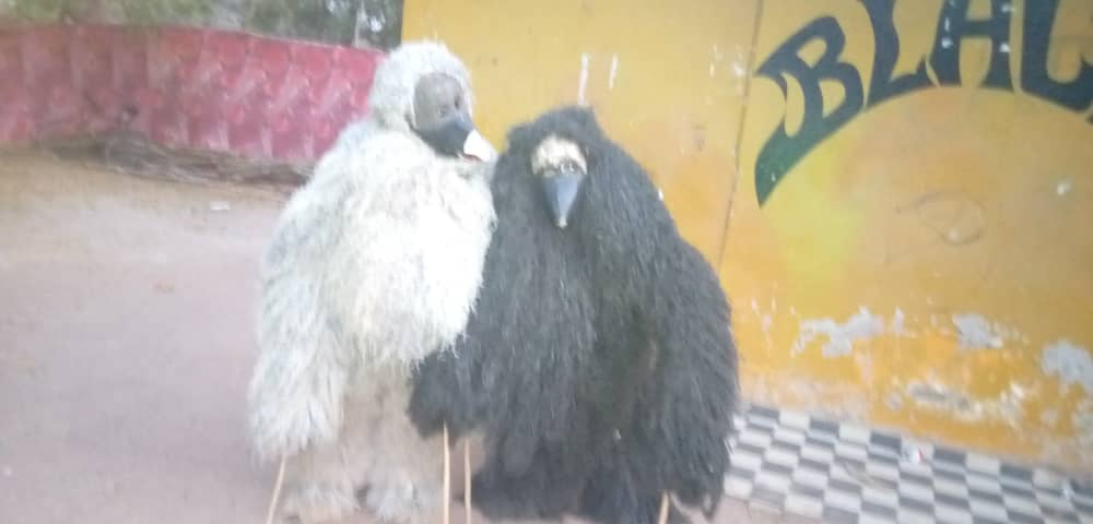 En images l'ouverture du Carnaval du Sud des jeunes de Kafountine avant le grand concert live avec TITI le 22 février.