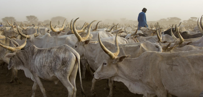 Vol de bétail à Darou Samb: Le berger du village disparaît mystérieusement avec 28 bœufs