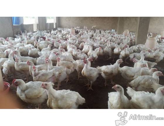 Korité: Plus d’un million de poulets sur le marché