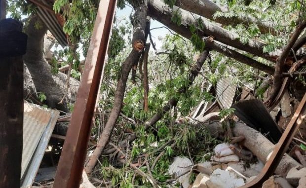 UN BAOBAB S’EFFONDRE ET TUE UNE FILLE DE 14 ANS