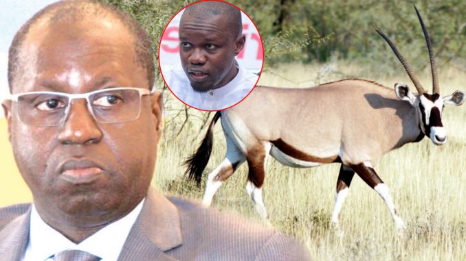Affaires des gazelles Oryx: les « Sonkoistes » taclent sévèrement le ministre Abdou Karim Sall et exigent sa démission