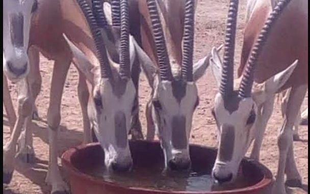 Affaire des Gazelles Oryx : Le maire de Mbao sort les cafards de Abdou Karim Sall