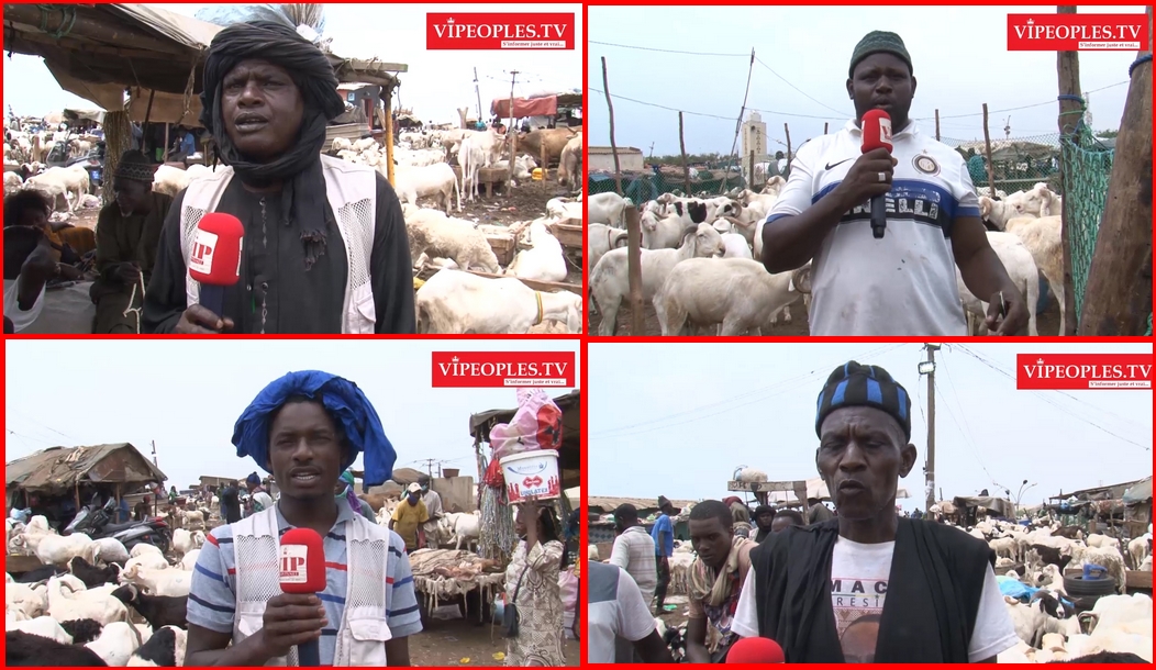 Les moutons les plus chers pour la Tabaski reportage dans les darals de Dakar