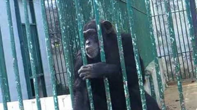 Parc zoologique de Hann – Ce que l’on sait de la mort du célèbre Chimpanzé « King Kong »