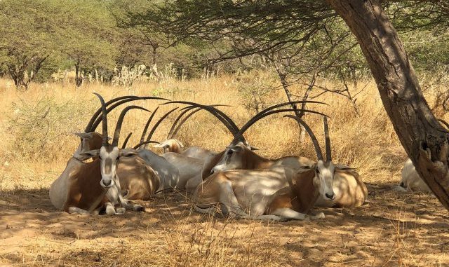 Braconnage, trafic et affaires de gros sous : Une gazelle oryx peut coûter jusqu’à 327 millions