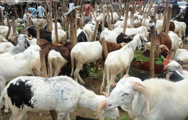 Plus de 160 mille moutons non vendus: des vendeurs pleurent sur leur sort