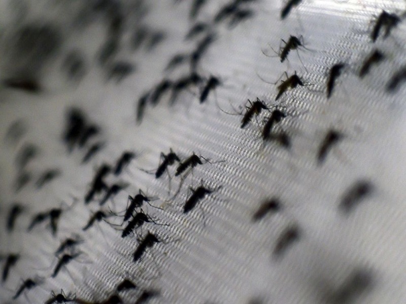Des nuages de moustiques tueurs ravagent le sud des États-Unis