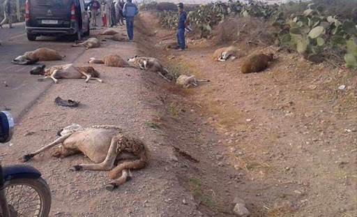 NGUITH À NDANGALMA / Un chauffard fauche et tue 8 moutons avant de s'enfuir, laissant derrière lui la plaque de son véhicule.