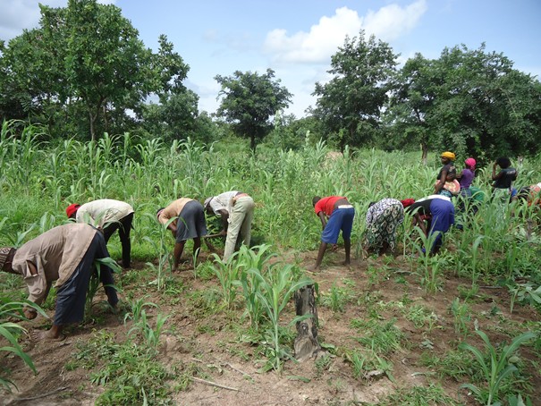 Impact Covid-19/ ANSD: " Les agriculteurs sont les moins touchés"