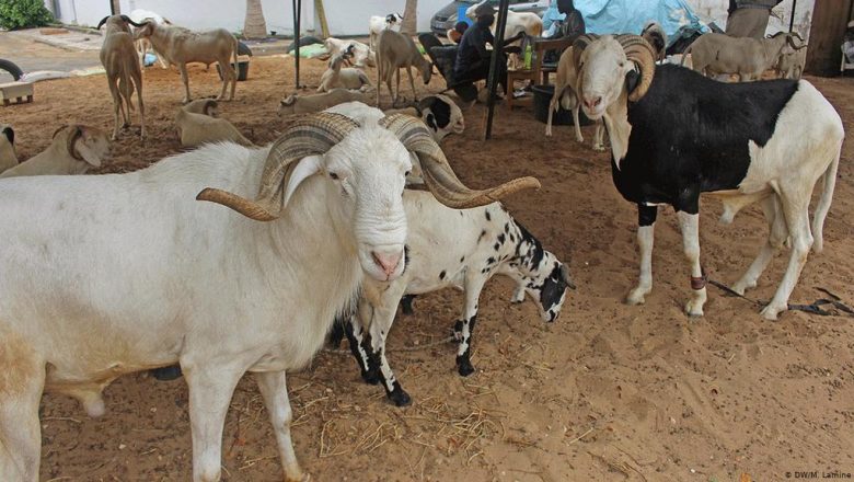 Fass Mbao: un vendeur de moutons de race agressé et dépouillé de son argent