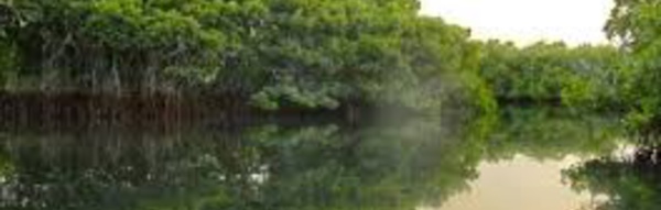 Ziguinchor: 30 millions F CFA des Eaux et Forêts pour la restauration de la Mangrove