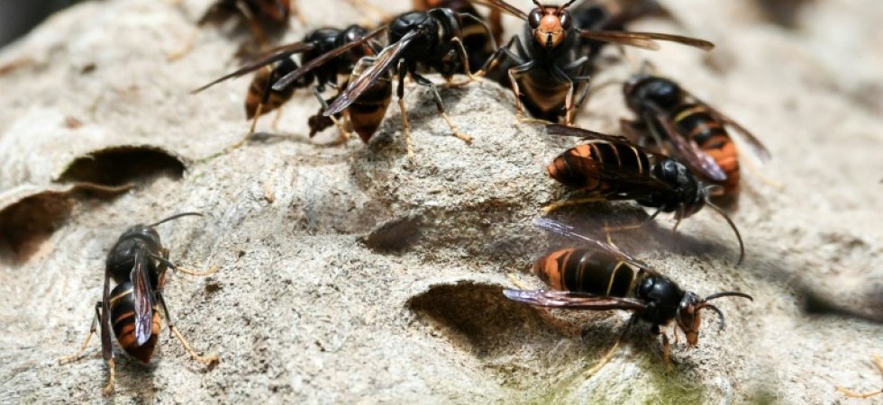 Un homme tué par une attaque de frelons asiatiques en Charente