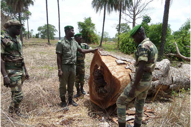 Trafic illicite de bois: L'Armée instruite à combattre cette pratique