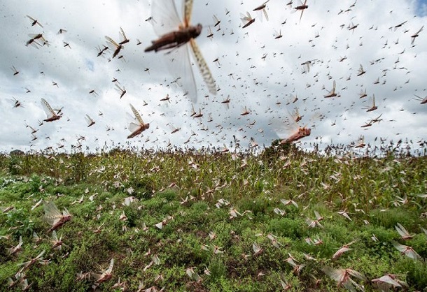 Urgence signalée pour la riziculture dqns la Vallée du Fleuve: Des rats et des criquets dévastent les champs
