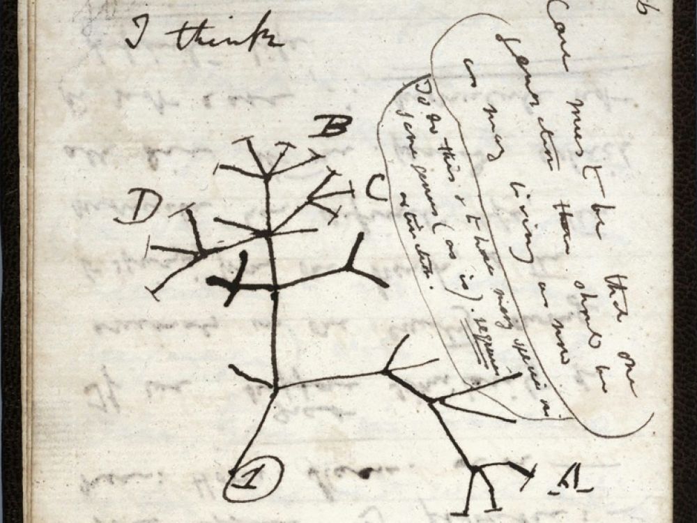 Qui a volé les carnets de Charles Darwin ?